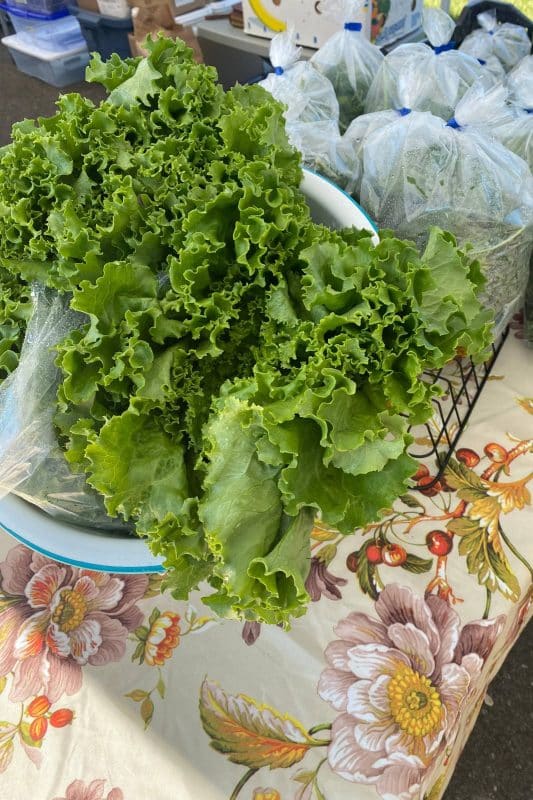 2023 - Gallery Image - 17 - Elmira Farmers Market