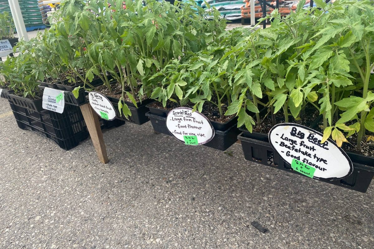 2023 - Gallery Image - 7 - Elmira Farmers Market