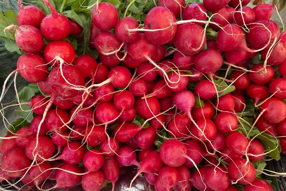 2023 - Gallery Image - 9 - Elmira Farmers Market